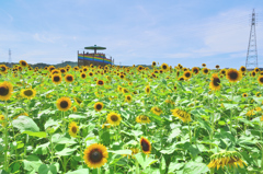 大任町2021　夏-1　展望台を囲む向日葵畑_