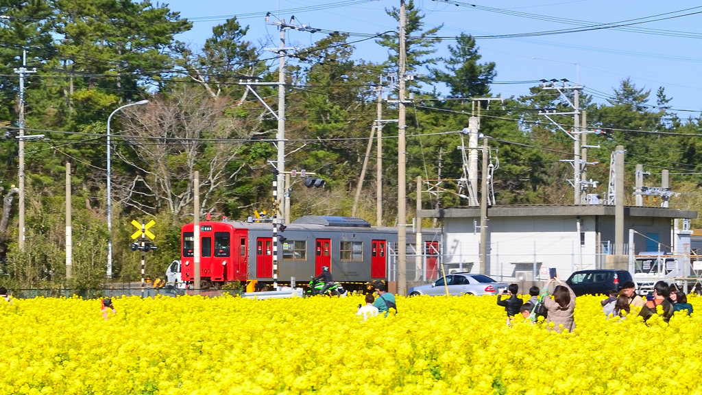 福ふくの里2023　菜の花畑の踏切