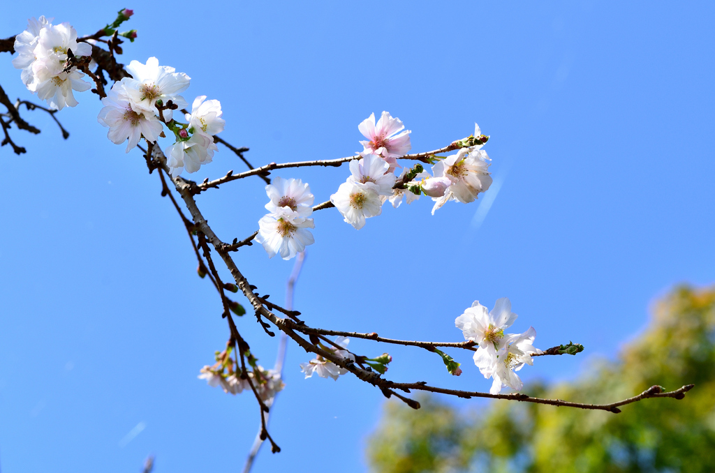 白野江2021　秋-7　10月桜①