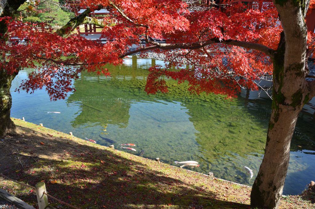 平等院2018　鳳凰堂3