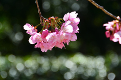 白野江2022　3月-2　大寒桜