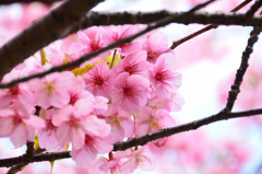 白野江2021　2月　桜　河津桜②