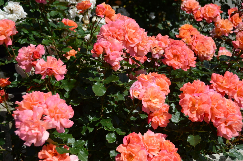 ｸﾞﾘｰﾝﾊﾟｰｸ2018　薔薇園9