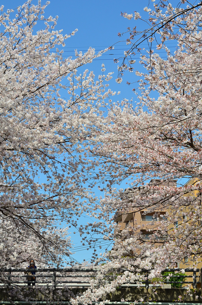 徳力2020　志井川　桜③