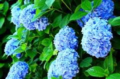 環境芸術の森2020　初夏-01　紫陽花