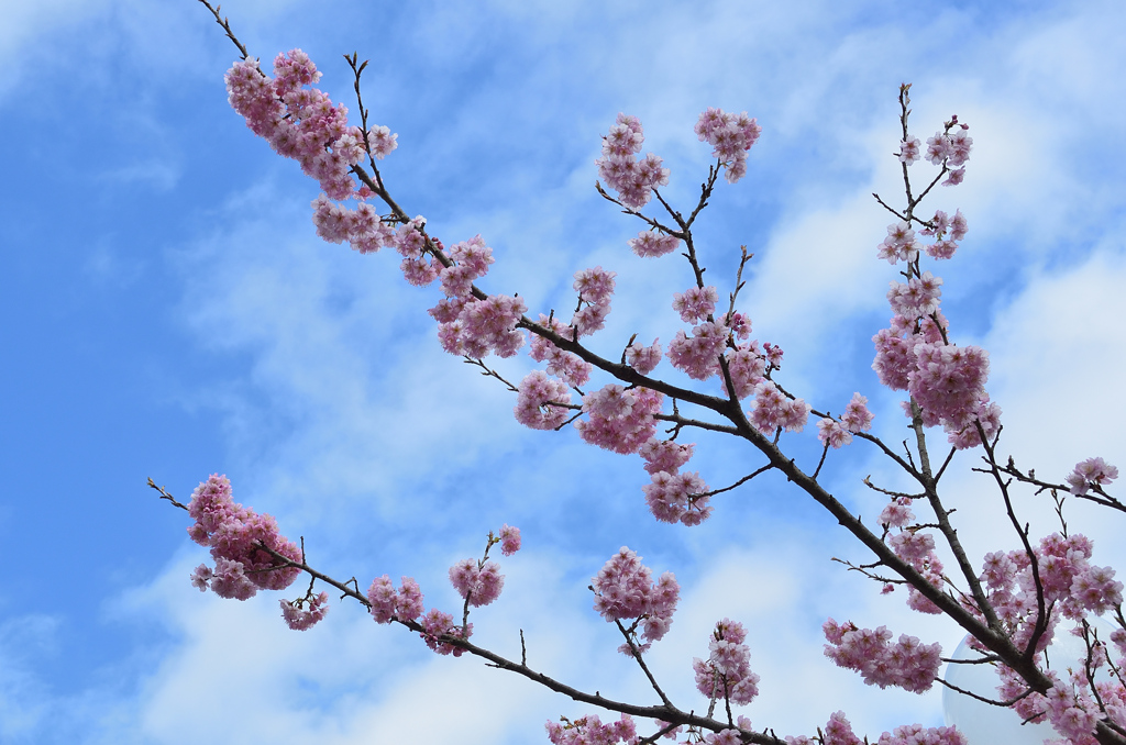 白野江2021　2月-2　椿寒桜