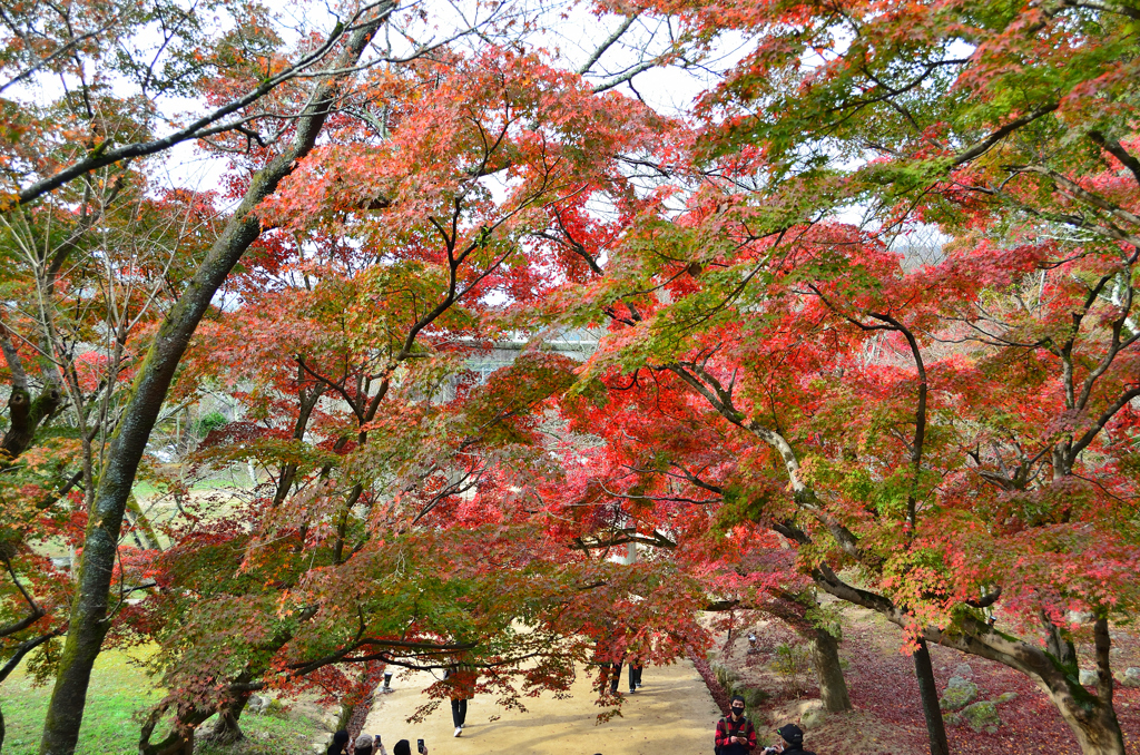 竈神社2022　11月　参道②