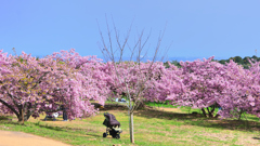 静豊園2024　早春-02　周防灘と河津桜