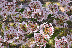 森林公園2019　桜の車輪②