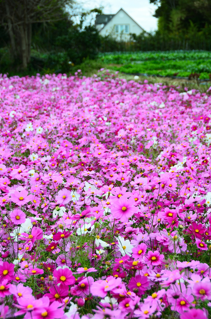 T農園2020　11月　コスモスと三角屋根