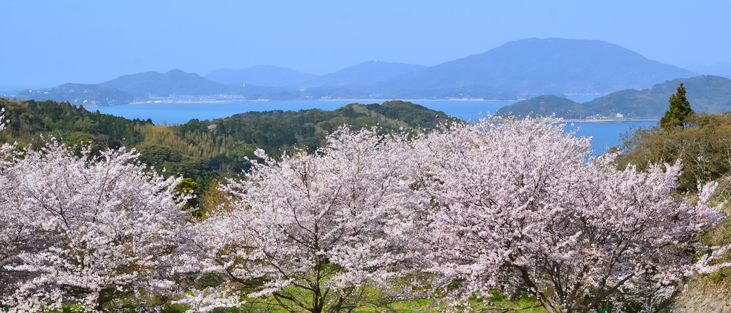 糸島　ゆらりんこ橋2022-9　ソメイヨシノと糸島半島