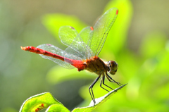 白野江2023 秋-3 マユタテアカネ① 白野江2023 秋-3 マユタテアカネ①