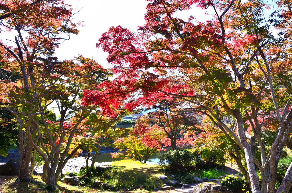 毛利氏庭園2024　11月-01　紅葉