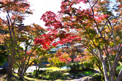 毛利氏庭園2024　11月-01　紅葉