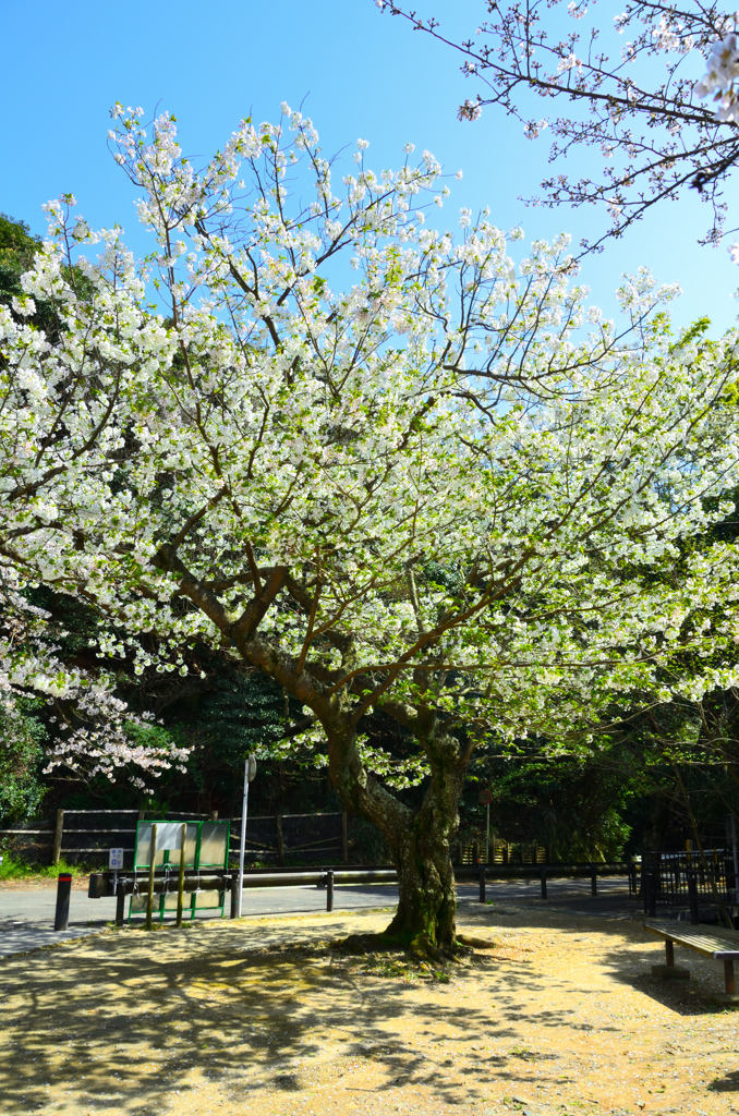 足立公園2020　4月-1　大島桜①
