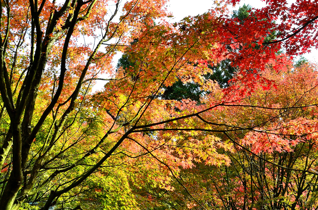 呑山観音寺2021　秋-02　紅葉三彩