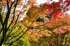 呑山観音寺2021　秋-02　紅葉三彩