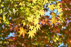 渓石園2020　11月-2　楓②