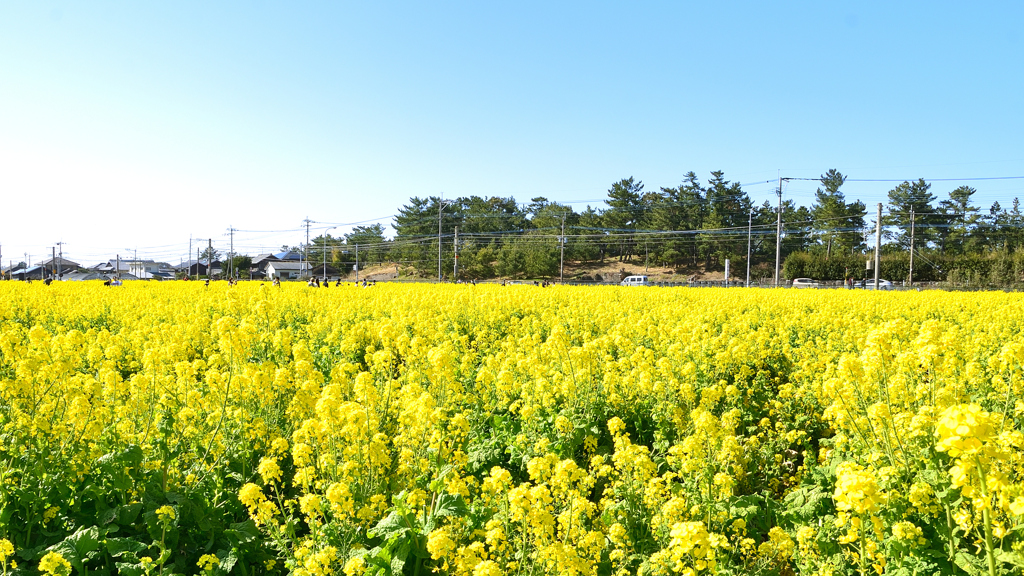 福ふくの里2023　3月-3　菜の花畑