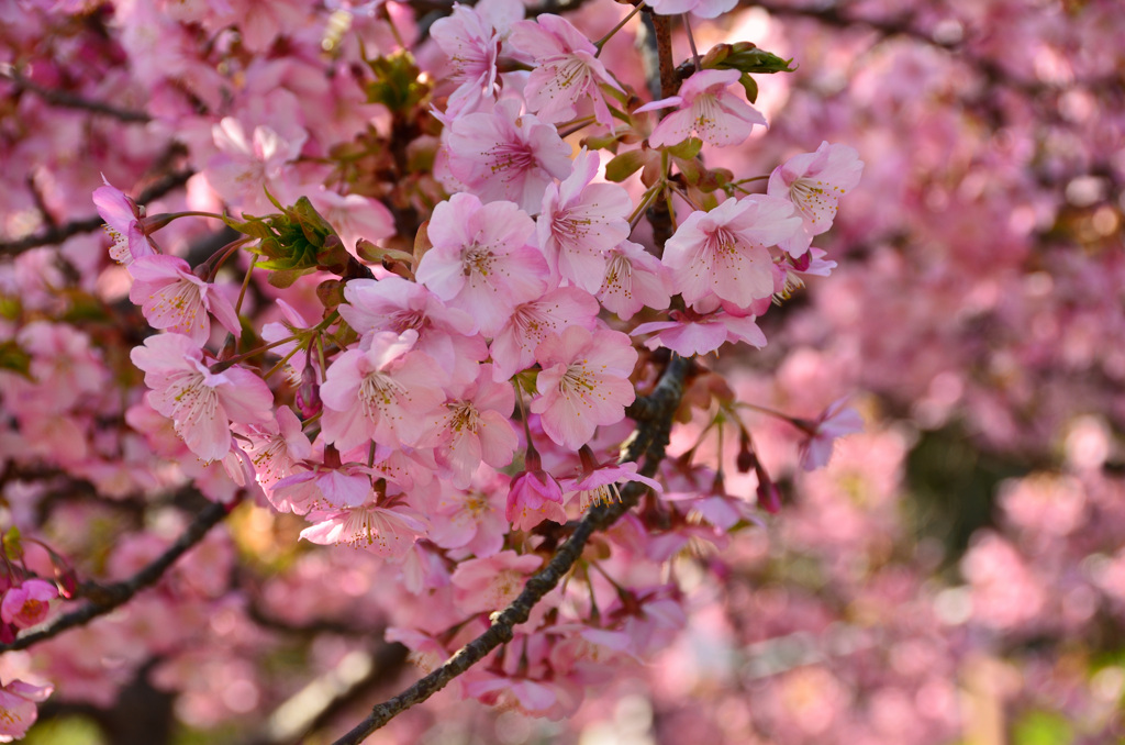 白野江2019-1　河津桜3