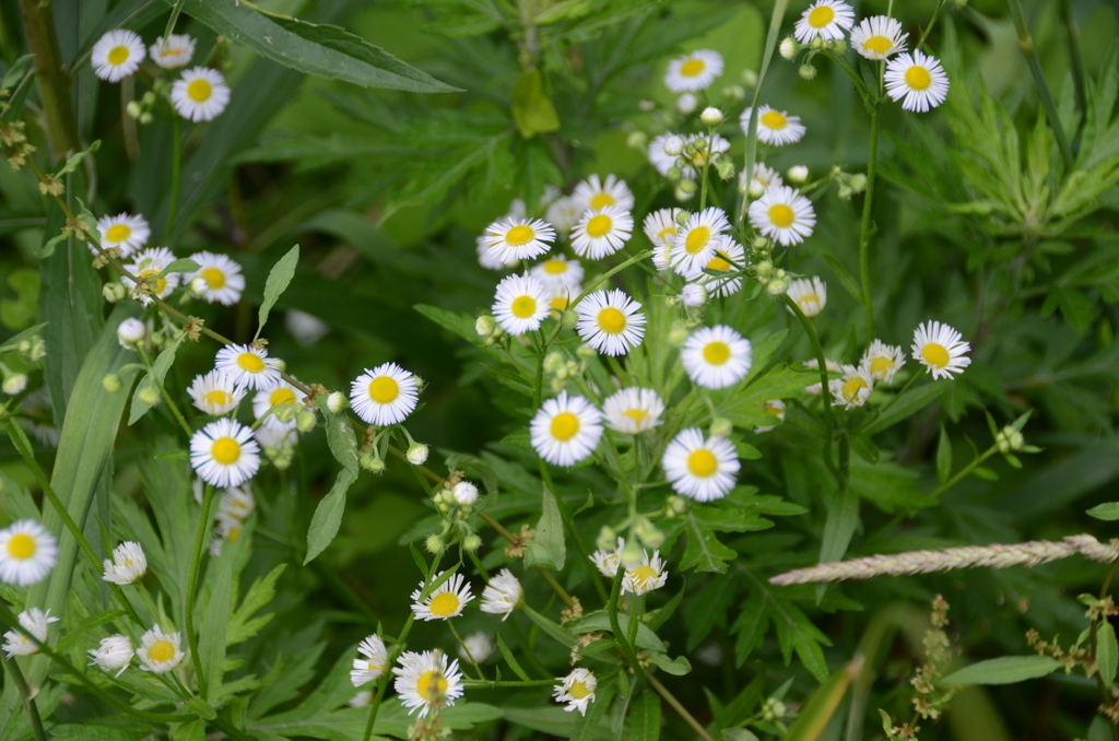 九大の森2018野草