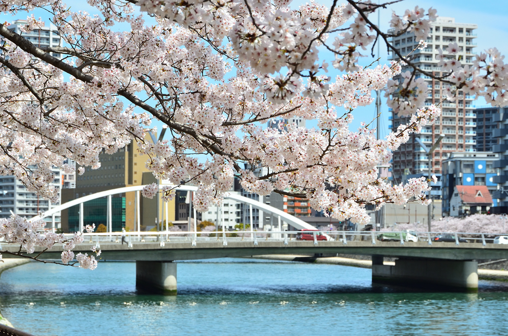 紫川2022　4月　桜と風の橋　鉄の橋