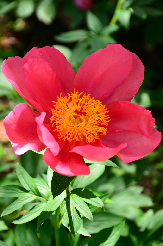 白野江2021　5月　芍薬②