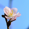 白野江2022　1月-1　桜　アーコレード