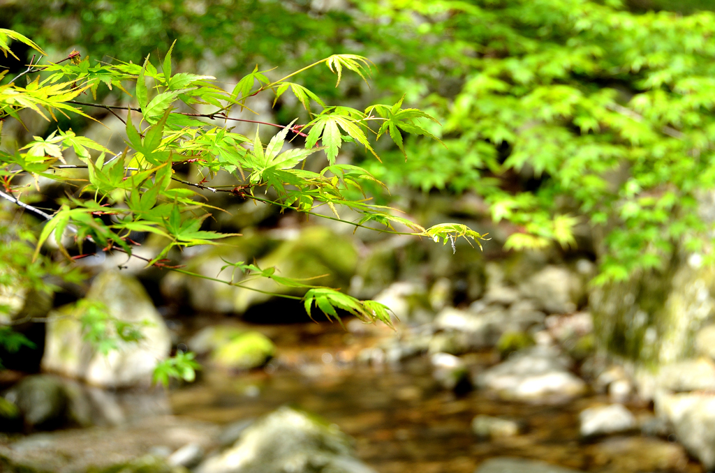 環境芸術の森2023　4月-1　沢に青モミジ