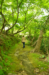 白野江2019　４月　青もみじ＆苔の道