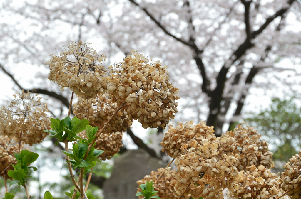 小倉城2022　3月　紫陽花　時の流れ