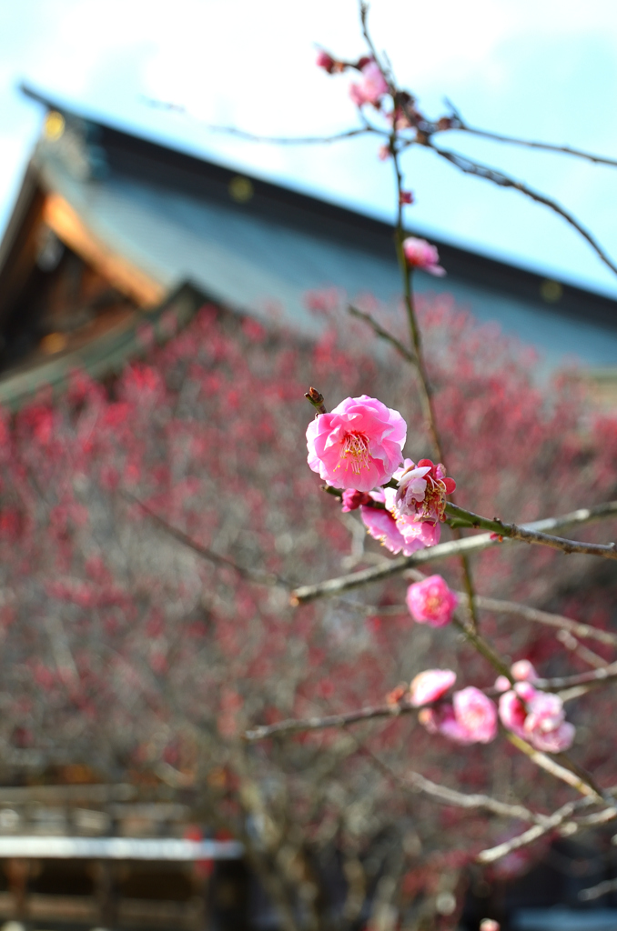 綱敷天満宮2022　3月-3　紅梅と拝殿