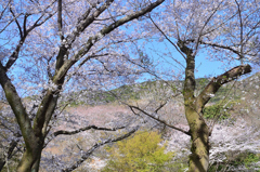 足立公園2022　3月-05　山桜の小径