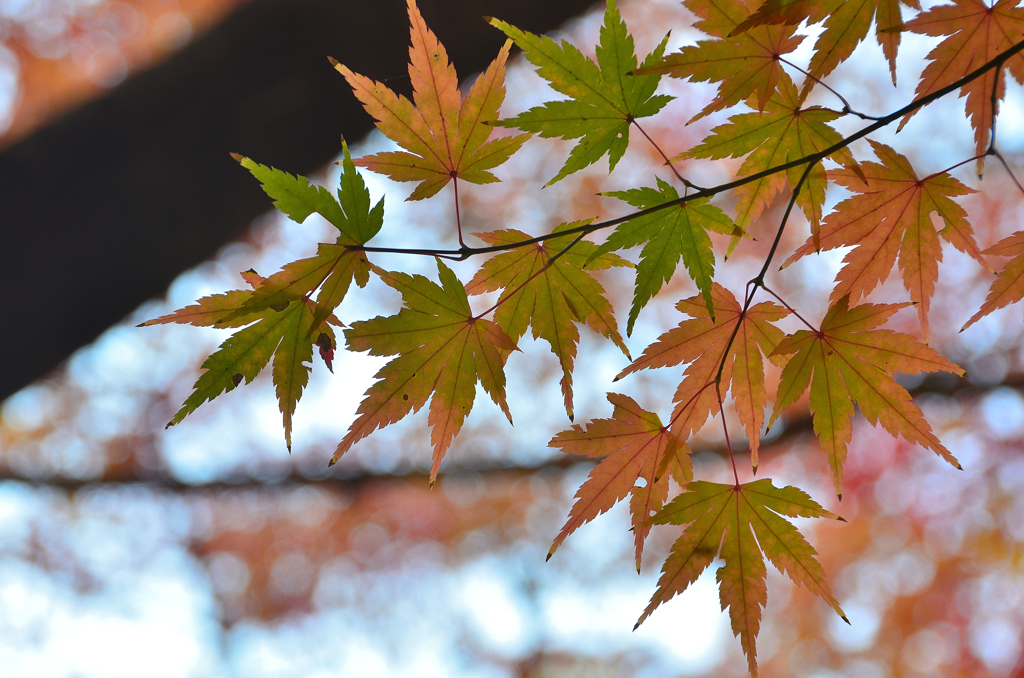 足立公園2023　晩秋-01　もみじ