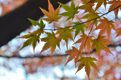 足立公園2023　晩秋-01　もみじ
