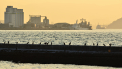 門司港2023　1月　ノーフォーク広場　外波止の海鳥