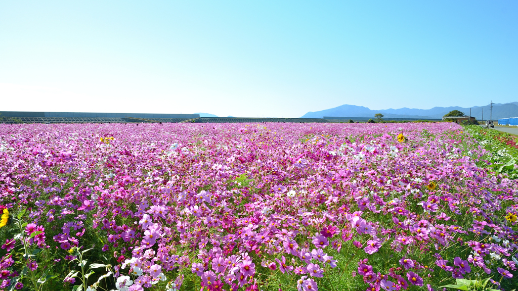 山陽小野田2022　11月　花の海　コスモス畑①
