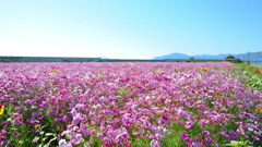 山陽小野田2022　11月　花の海　コスモス畑①