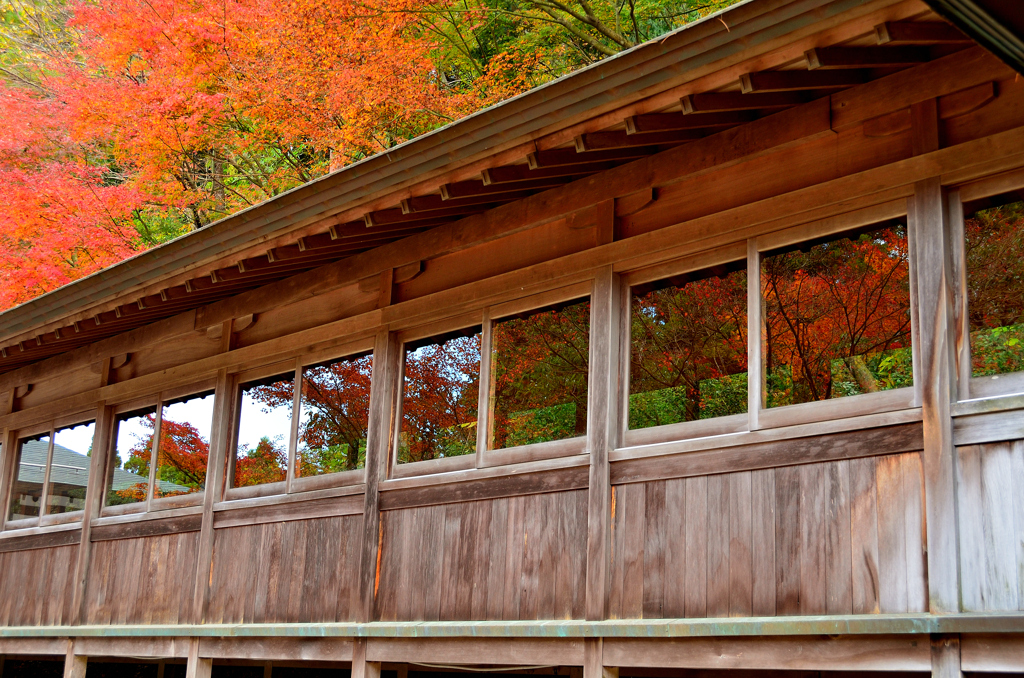呑山観音寺2022　秋-02　講堂客殿渡り廊下