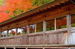 呑山観音寺2022　秋-02　講堂客殿渡り廊下