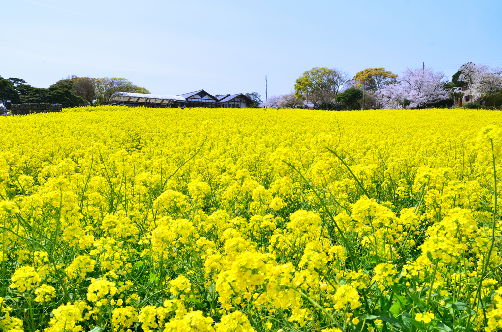 能古島2023　3月-2　菜の花畑②