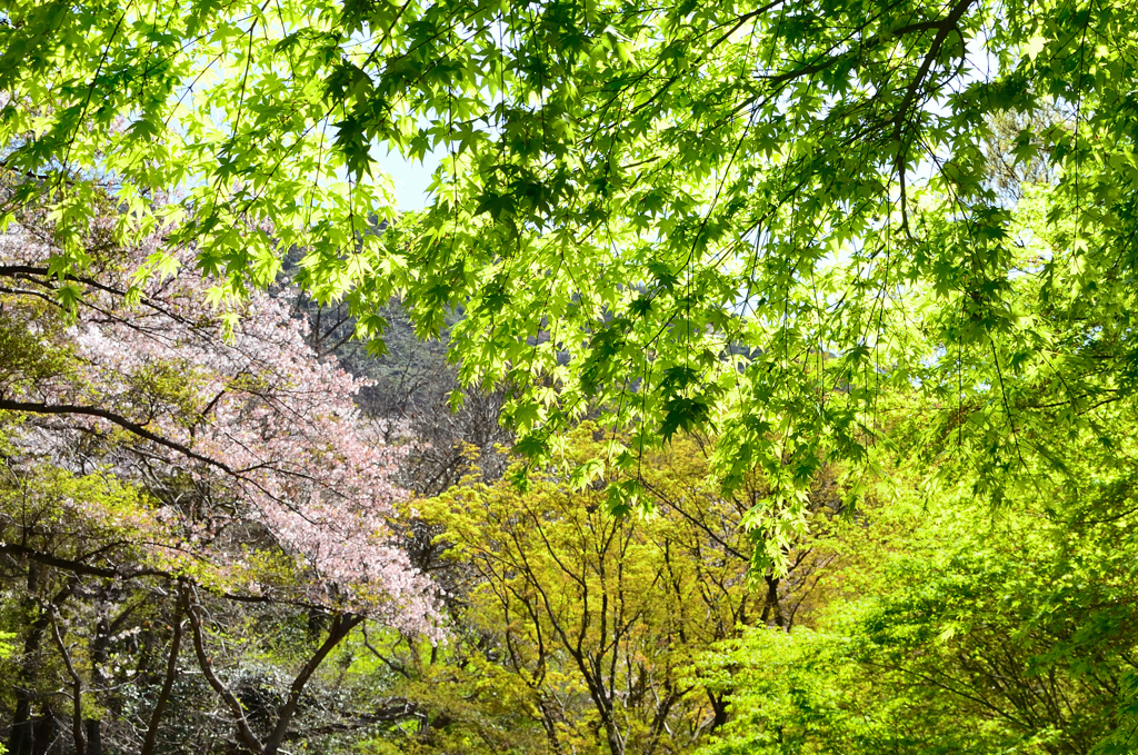 足立公園2022　4月-2　桜と新緑　
