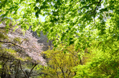 足立公園2022　4月-2　桜と新緑　