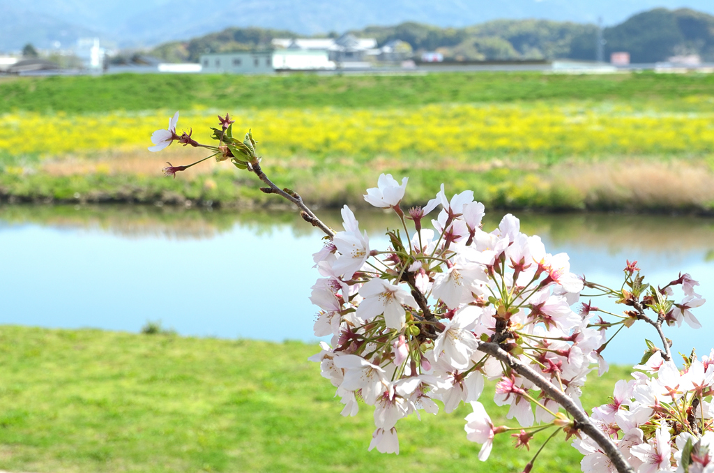 直方2022-1　桜と英彦山川②