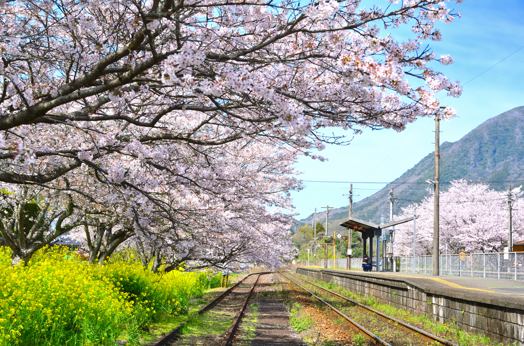 採銅所駅2022-3　桜とプラットフォーム_