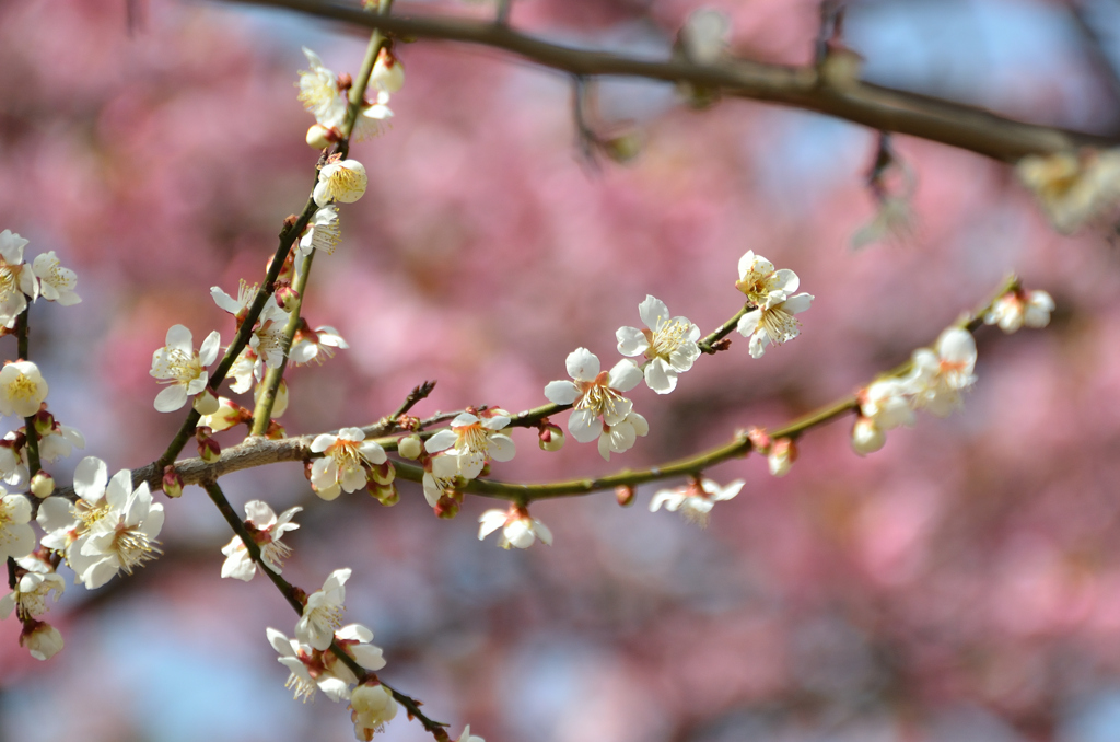 白野江2022　3月-2　白梅と河津桜②