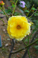 白野江2019　11月　薔薇　ｺﾞｰﾙﾄﾞﾊﾞｰﾆｰ
