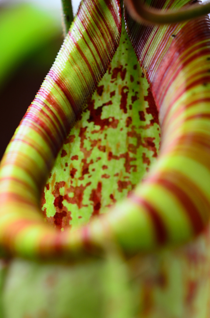 行橋植物園2020　6月-1　食虫植物①