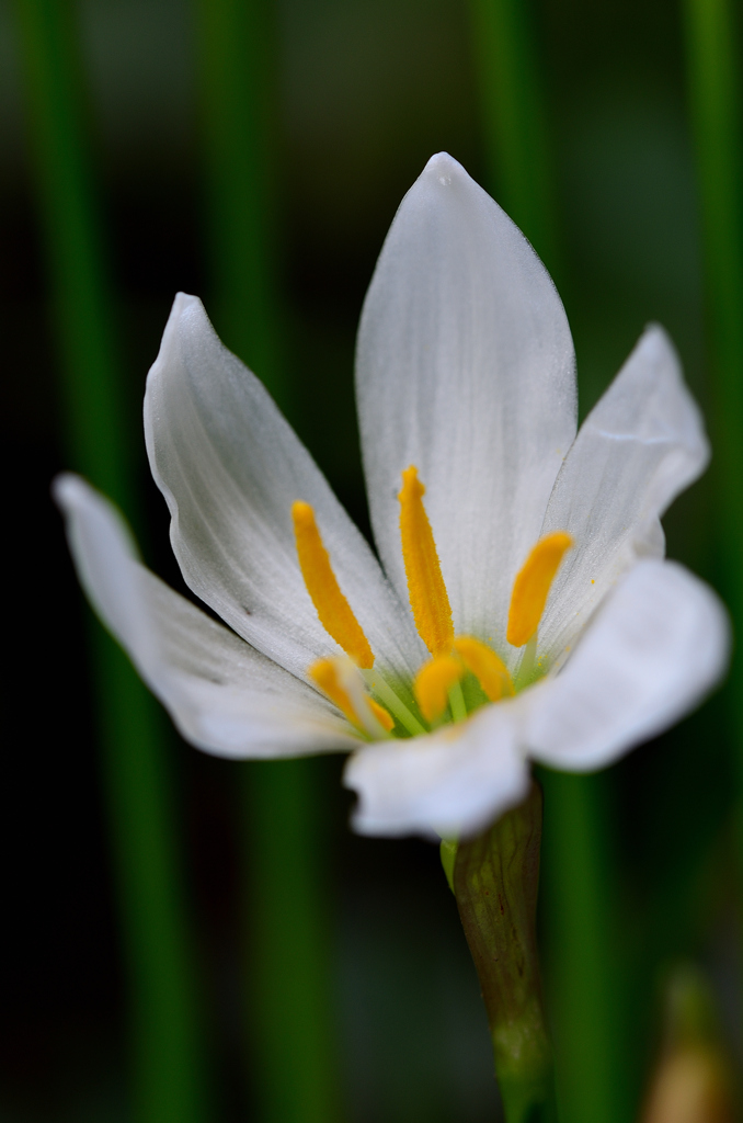 白野江2022　9月-2　タマスダレ