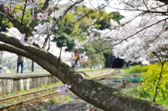 採銅所駅2022-3　胴咲桜と金辺トンネル